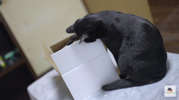 箱の中にちょっかいをかける黒猫