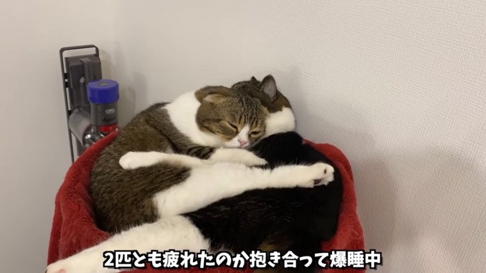 抱き合って寝る2匹の猫