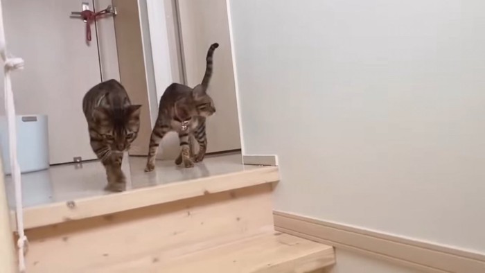 階段を下りようとする猫