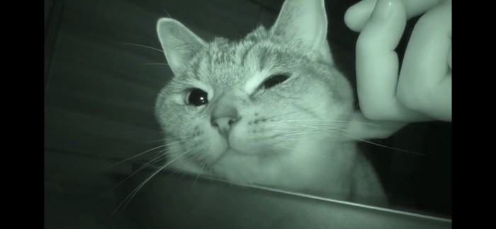 あごを触られる猫