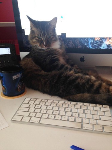 PCの前に座る猫