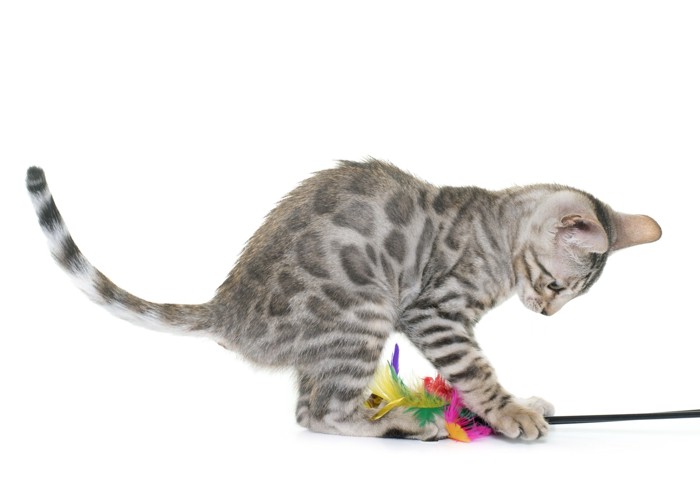 おもちゃで遊ぶベンガル猫