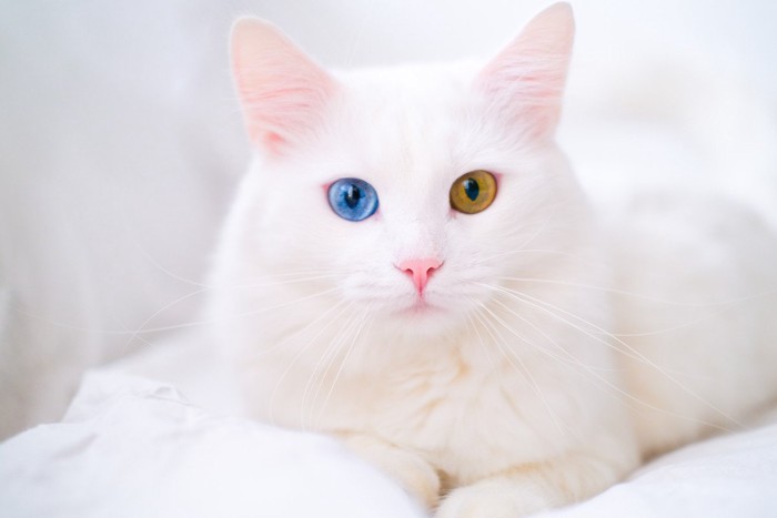 オッドアイの白猫