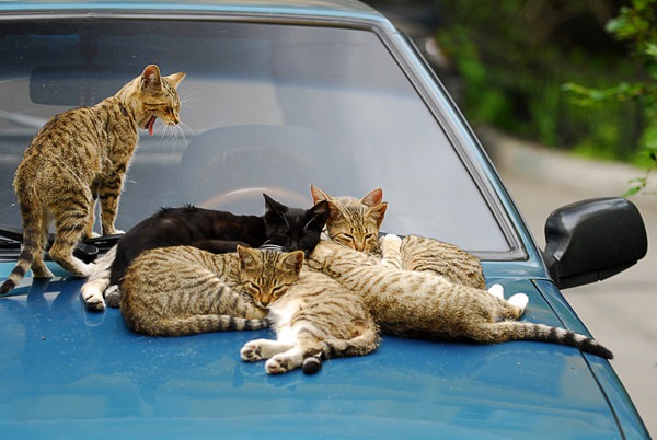 車の上の猫たち