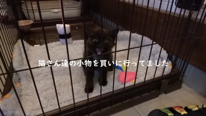 ケージの中で座って鳴く子猫