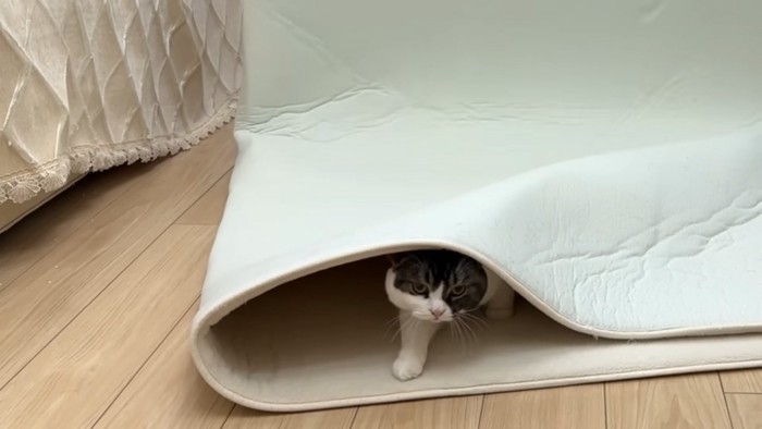 カーペットの中に潜る猫