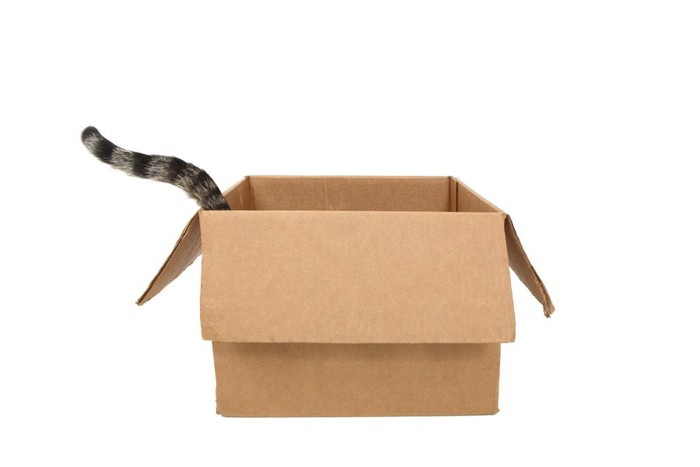 箱からしっぽを出す猫