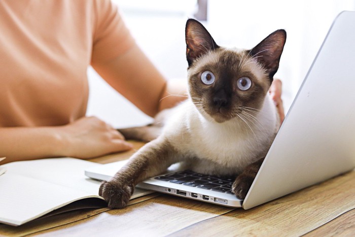 ノートPCを占領する猫