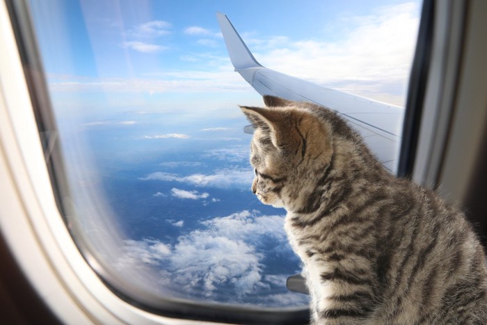 飛行機の窓から外を見る子猫