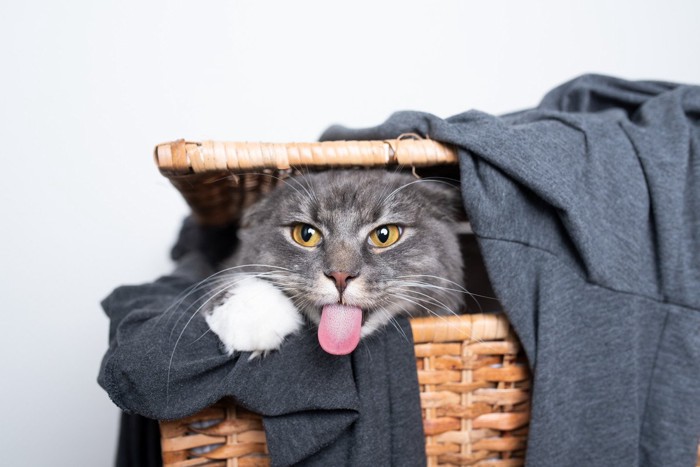 洗濯物で遊ぶ猫