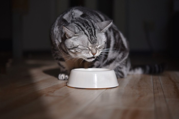 カリカリを噛み締めて味わう食事中の猫