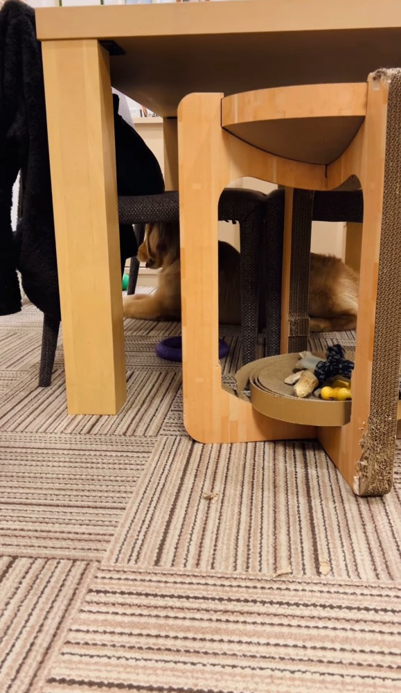 テーブルの下の犬
