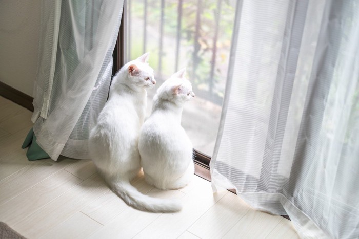窓の外を眺める白猫たち