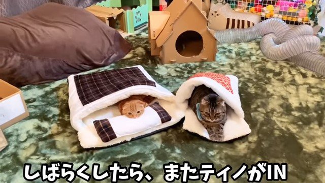 それぞれの猫布団に入る2匹の猫