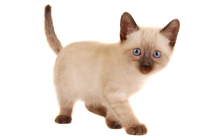ブルーの瞳のシャムの子猫