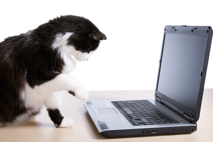 パソコンに興味を持つ猫