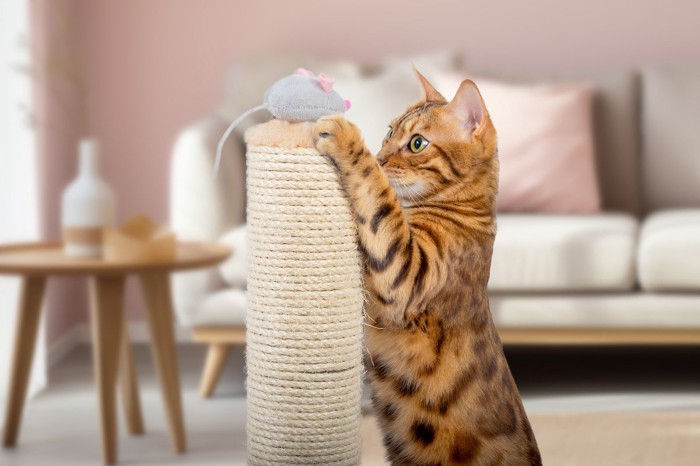 ねずみのおもちゃで遊ぶ猫