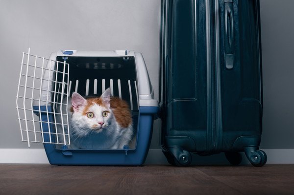 スーツケースとケージ内の猫