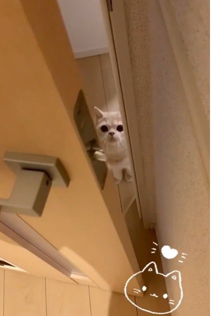 ドアの向こうの猫