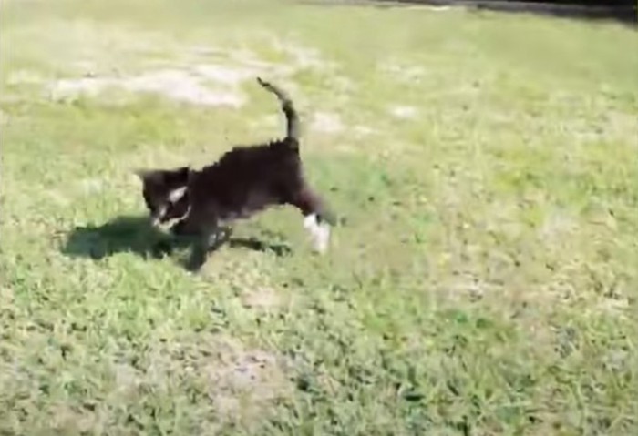 芝生の上の子猫