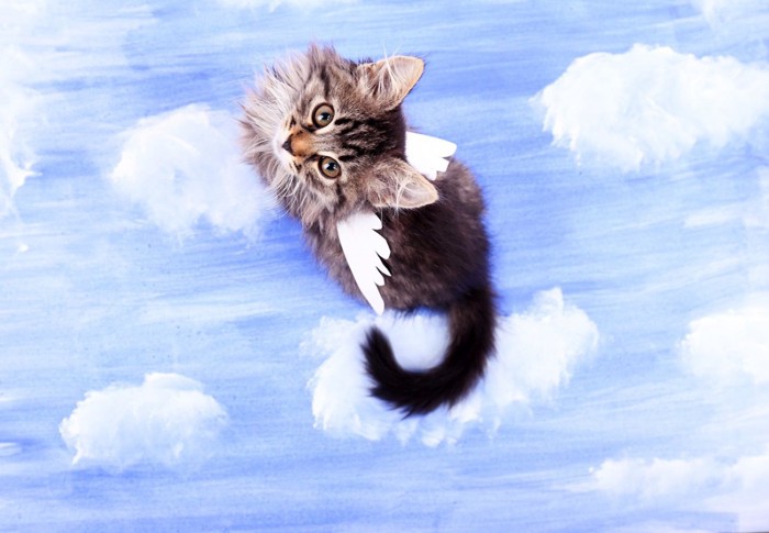 天使の羽をつけた猫