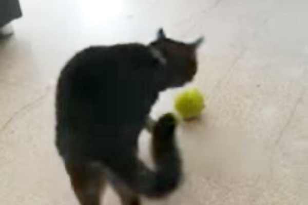 ボールで遊び始める猫