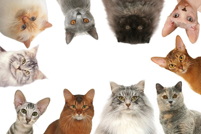 さまざまな品種の猫たち
