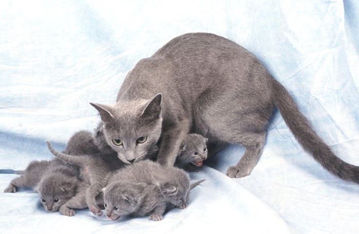 子猫たちと出産後のロシアンブルーの母猫