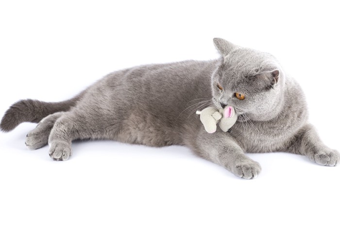 ねずみのおもちゃを咥えるグレーの猫