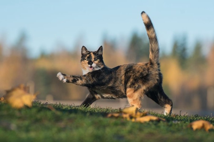 野外で遊ぶサビ猫