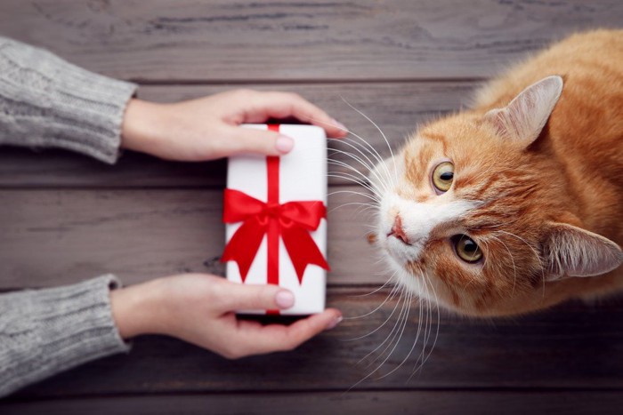 プレゼントを差し出す人と猫