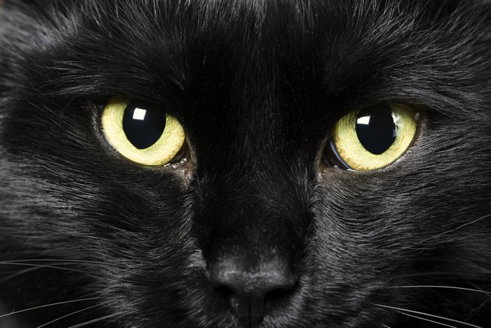 黄色い目の黒猫