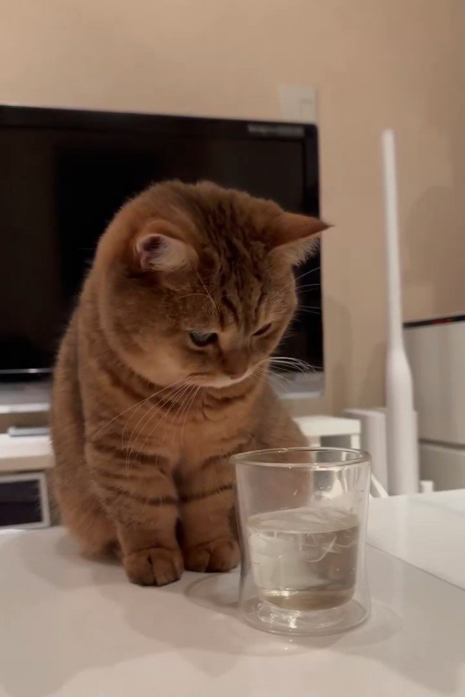グラスを見つめる猫
