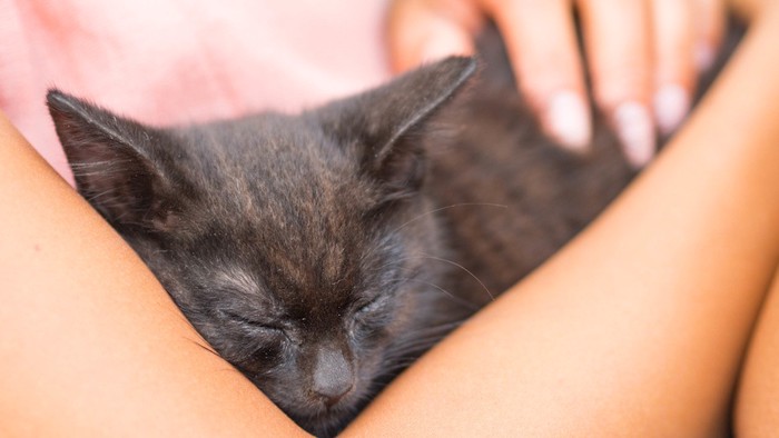 人に抱かれて眠る黒猫