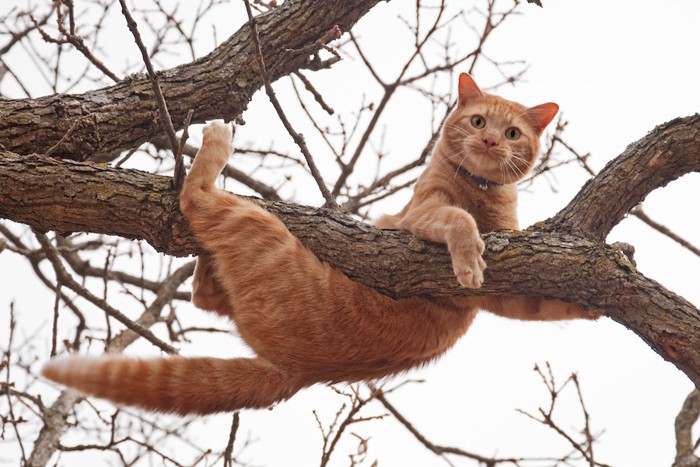 木登りして落ちそうになっている猫