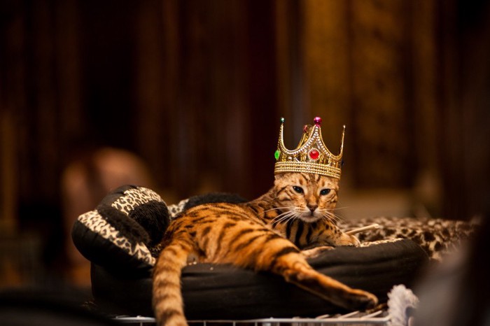冠を被った猫