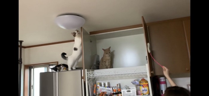 ねこじゃらしと棚の上にいる猫