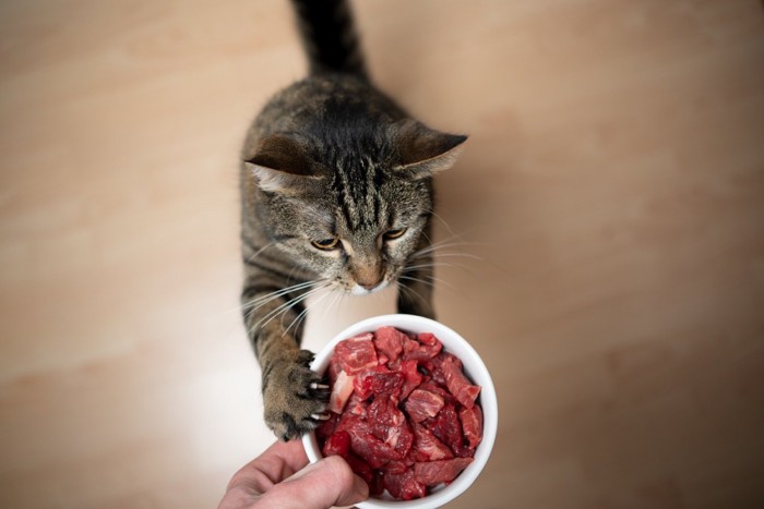 餌を要求する猫