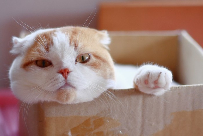 ダンボール箱の中からこちらを見つめる猫