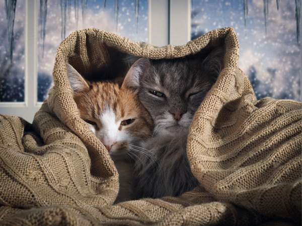 温まる2匹の猫