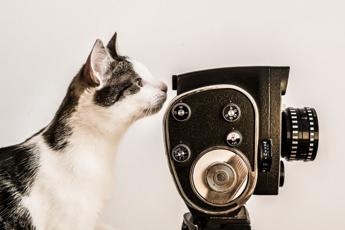 録画機と猫