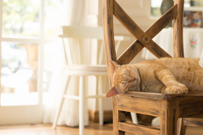 椅子の上で寝ているトラ猫