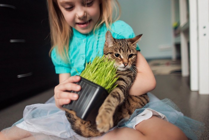 猫草を猫に与える少女