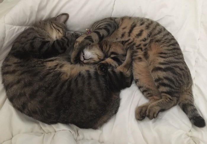 2匹の猫が寝ている写真