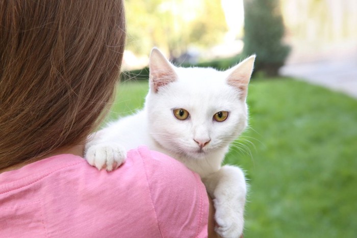 女の子に抱かれる白い猫