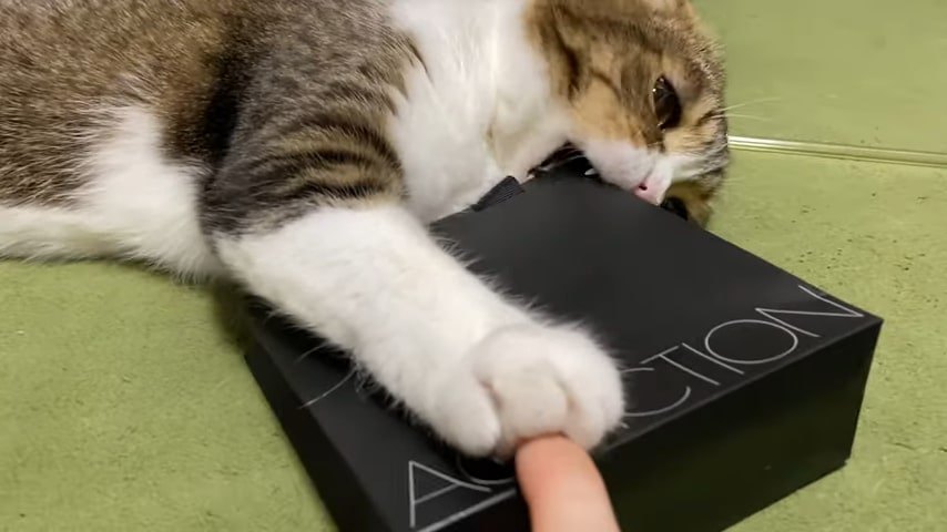 袋を噛んでいる猫