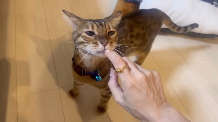 人の指に顔を近づける猫