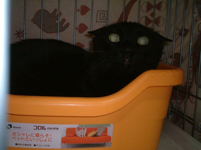 オレンジのトイレに入った黒猫