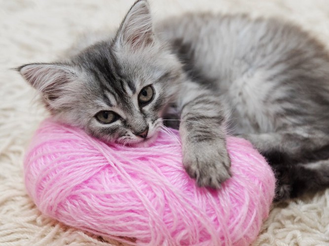 ピンクの毛糸玉を抱きしめる子猫
