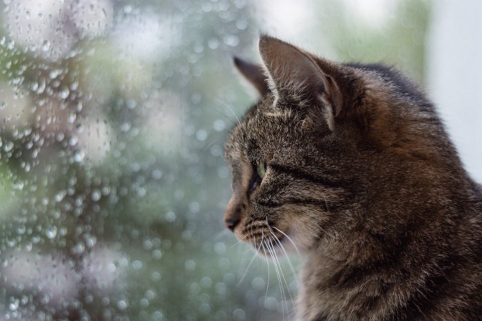 雨の日窓の外を見る猫